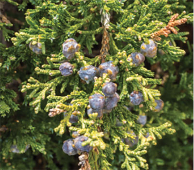 Figure 13: Photograph of Chinese juniper needles and fruits.